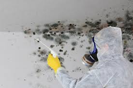 Best Mold Odor Removal Services in Bidwell, OH